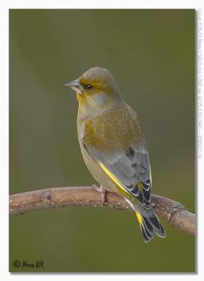 Carduelis chloris