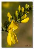 Cytisus scoparius