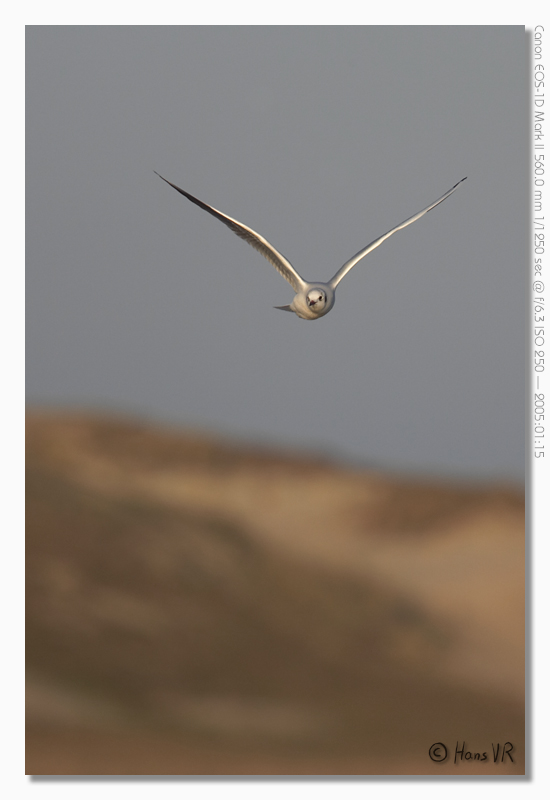 Larus ridibundus
