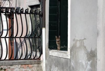 Cat in a window