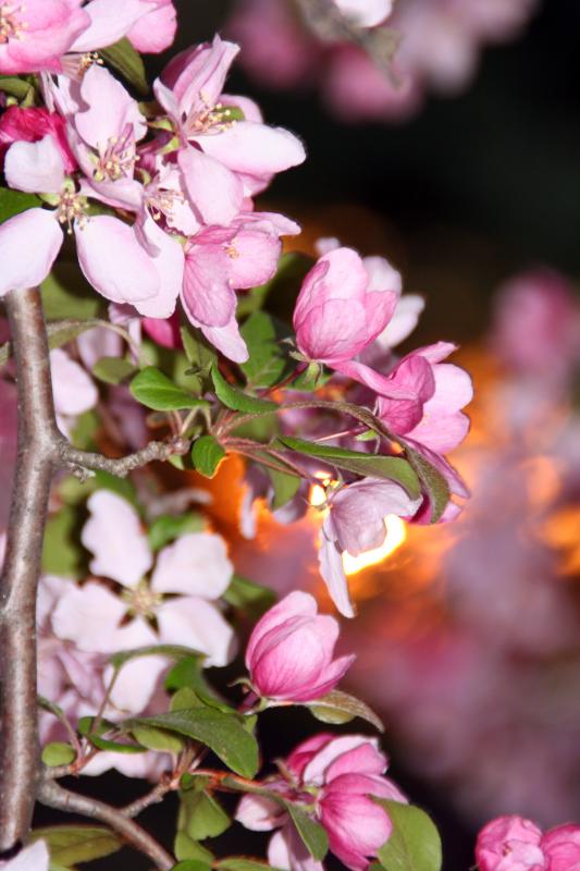 Sunset Blossoms