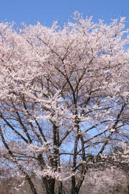 pink is spring