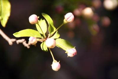 Spring at UPenn