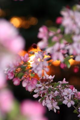 Sunset Blossoms