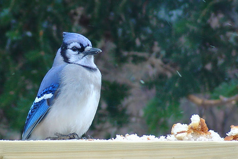Bluejay on our back deck railing