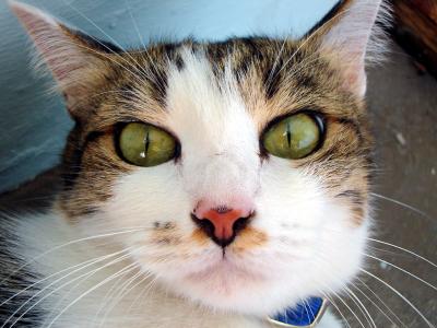 look into my eyes... you are now feeling sleepy.......bla... bla...