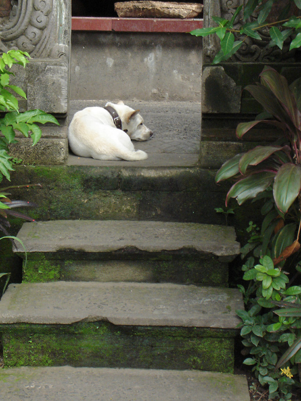 dog resting - Ubud palace