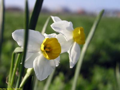 Bunch-Flowered Narcissus