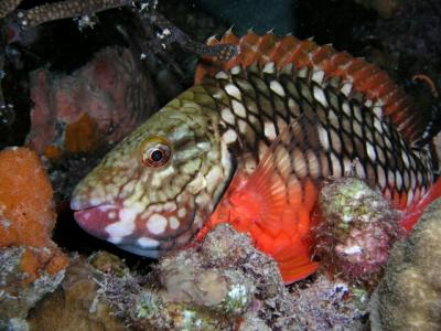 stoplight parrotfish