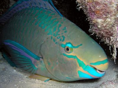 princess parrotfish