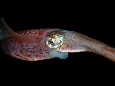Reef Squid (P1)