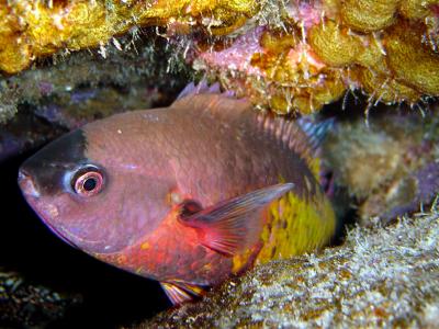 Creole Wrasse
