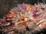 hairy clinging crab