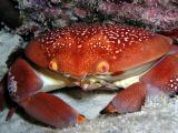 batwing coral crab