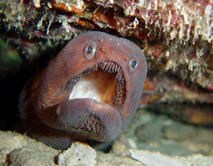 Broadbanded Moray 2
