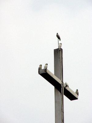 Thought there was only 1 bird when taken, this photo shows either a powerful zoom on the FZ1, or my eyesight is going, or both