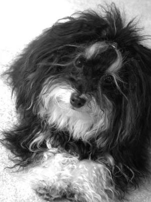 Havanese Look of Love