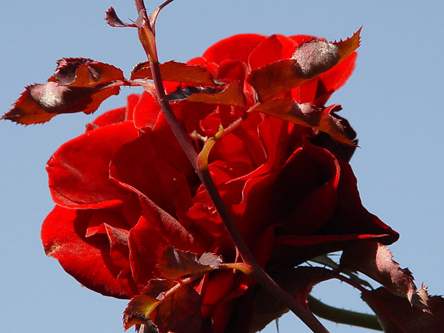 Hows This For Red?