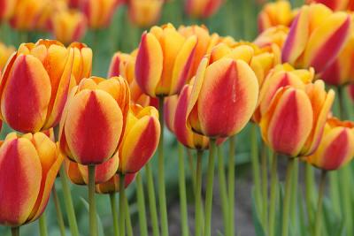 Tulips0002.jpg