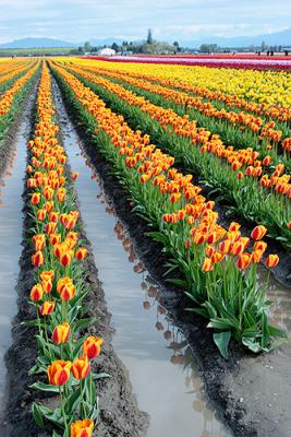 Tulips0003.jpg