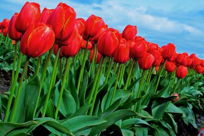 Tulips0015a.jpg