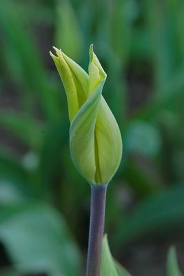 Tulips0019.jpg