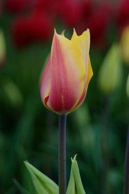 Tulips0021.jpg