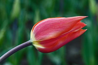 Tulips0026.jpg