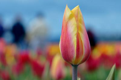 Tulips0027.jpg