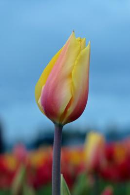 Tulips0029.jpg