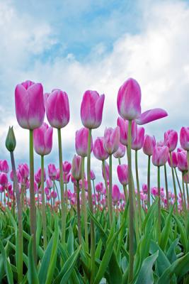 Tulips0031.jpg