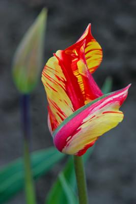 Tulips0036.jpg