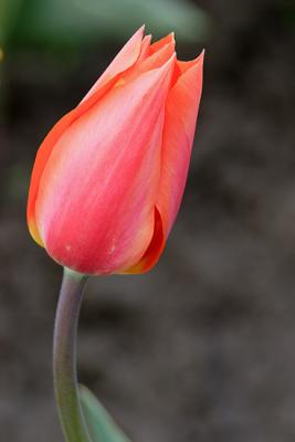Tulips0042.jpg