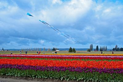 Tulips0049.jpg
