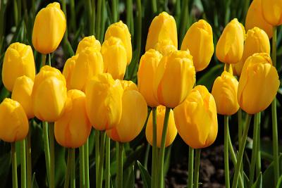 Tulips0051.jpg