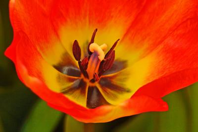 Tulips0058.jpg