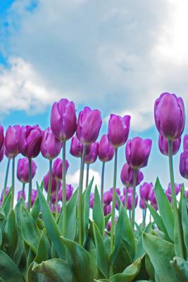 Tulips0096.jpg