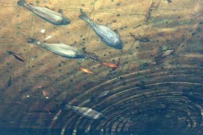 Cistern Fish