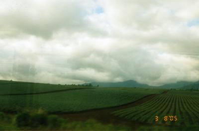 Dole Pineapple Fields