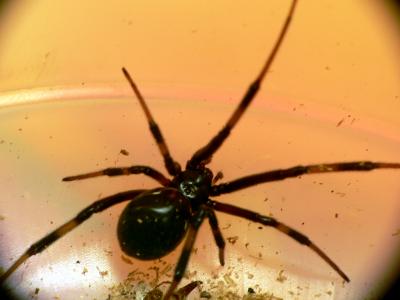 black widow.jpg