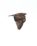 hawk in flight.jpg