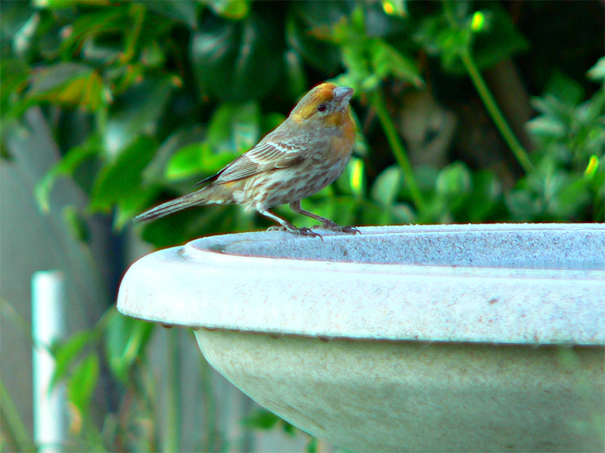 yellow house finch.jpg