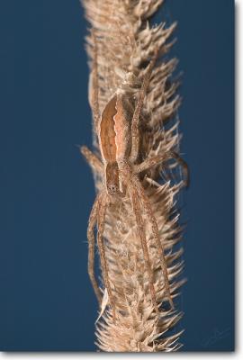 Nursery Web Spider