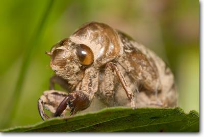 Dog-day Cicada exuvia