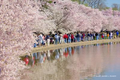 Crowd Viewing Washington's Cherry Blossoms