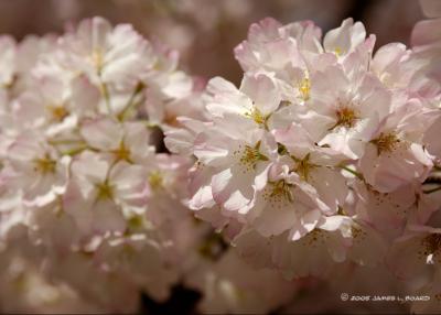 Washington's Famous Cherry Blossoms (detail)