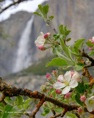 Spring Blossom, Yosemite Falls