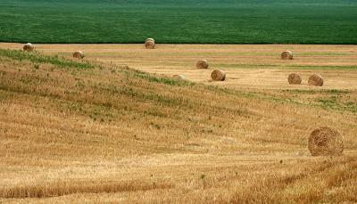 Wheatfield