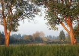 Madrona Trees