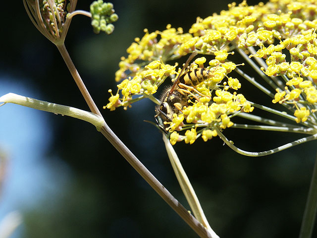 Bee and Fennel Flowers